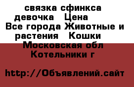 связка сфинкса. девочка › Цена ­ 500 - Все города Животные и растения » Кошки   . Московская обл.,Котельники г.